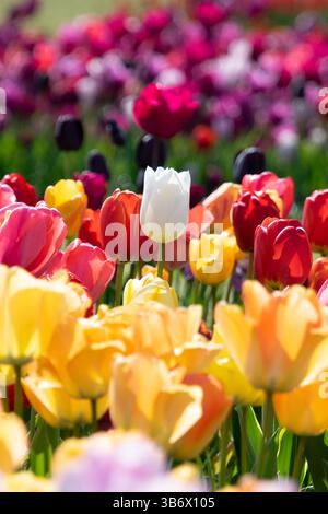 Un singolo tulipano bianco spicca tra fiori rossi, gialli, rosa e arancioni, creando un contrasto sorprendente in un lussureggiante campo di tulipani colorati. Foto Stock