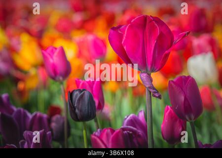 Un singolo tulipano rosa spicca in modo evidente su uno sfondo sfocato di tulipani multicolori, che mostra la delicata bellezza della natura Foto Stock