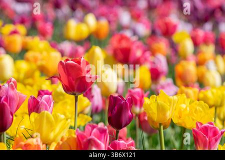 Un audace tulipano rosso spicca in un campo vibrante di tulipani multicolori, creando un incredibile contrasto con lo sfondo sfocato del rosa, YE Foto Stock