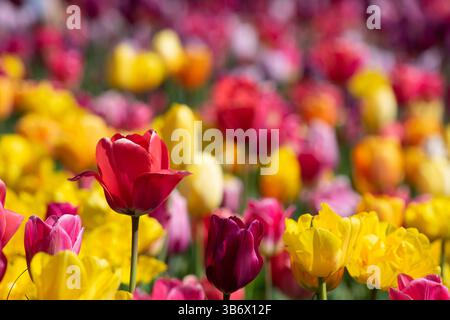 Un audace tulipano rosso spicca in un campo vibrante di tulipani multicolori, creando un incredibile contrasto con lo sfondo sfocato del rosa, YE Foto Stock