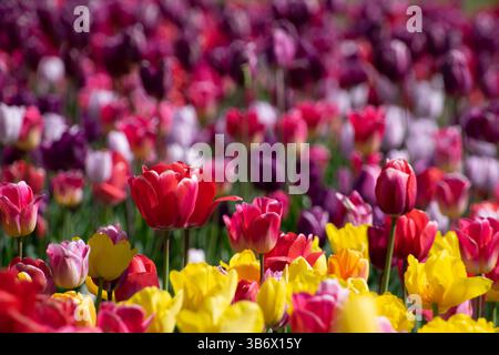 Un audace tulipano rosso spicca in un campo vibrante di tulipani multicolori, creando un incredibile contrasto con lo sfondo sfocato del rosa, YE Foto Stock