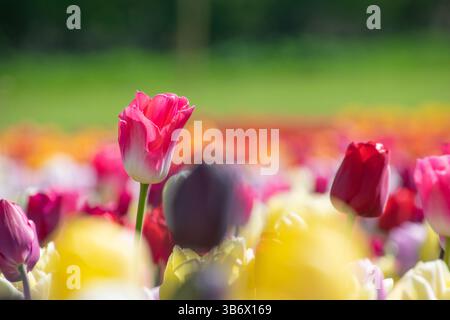 Un singolo tulipano rosa spicca in modo evidente su uno sfondo sfocato di tulipani multicolori, che mostra la delicata bellezza della natura Foto Stock