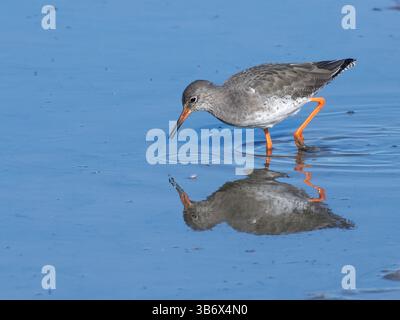Prosciugamento comune (Tringa totanus) per insetti acquatici emergenti sulla superficie di una pozza paludosa, Gloucestershire, Regno Unito, ottobre. Foto Stock