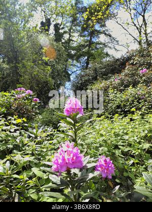 Fioritura di rododendro Foto Stock