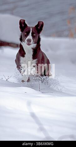 Chocolate Border Collie, giocando, donna, Maryland Foto Stock