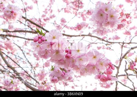 I ciliegi in fiore, noti anche come sakura, sono celebrati durante la stagione giapponese di Hanami Foto Stock