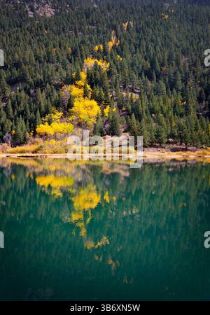 Uno splendido paesaggio boschivo in autunno caratterizzato da vivaci pioppi gialli tra pini verdi, riflessi in un lago tranquillo. Catturato nel Colorado wilde Foto Stock
