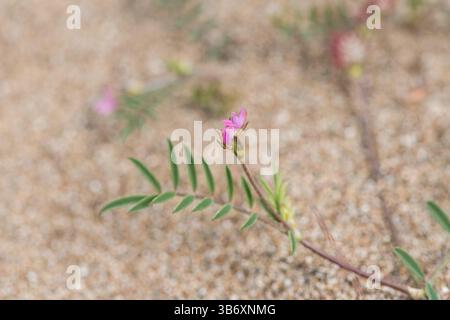 Fiore di Cockscomb Sainfoin (Onobrychis caput-galli) Spiaggia di Iztuzuz, Turkiye Foto Stock