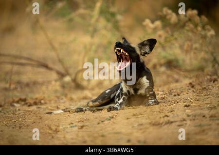 Il cane selvatico africano giace sbadigliando vicino ai cespugli Foto Stock
