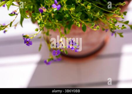 Aubrieta deltoidea nota anche come crepuscolo di roccia. Il fiore è in un'urna di terracotta italiana. Foto Stock