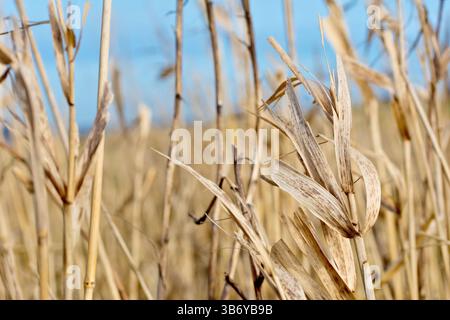 Primo piano della parte superiore di un alto fusto di erba morta o gambo che cresce tra un campo di altri, le lame sono marroni, appassite e decadute. Foto Stock
