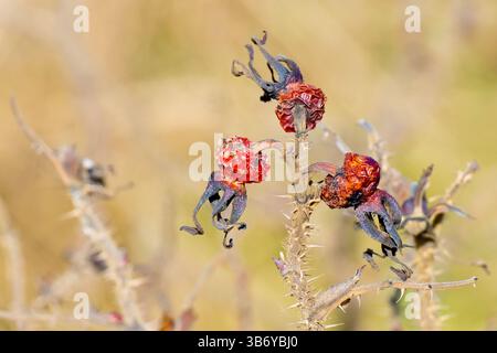 Rosa selvatica (rosa rugosa), anche rosa giapponese, primo piano che mostra un gruppo di cialde di semi essiccati o anche ancora sull'arbusto dell'anno precedente. Foto Stock