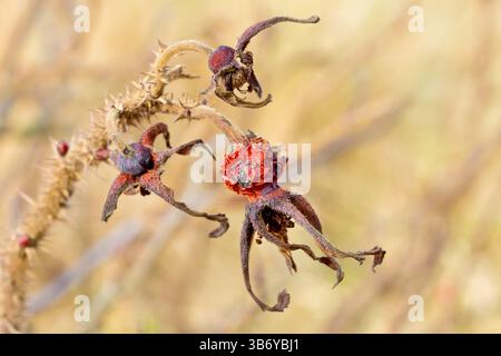 Rosa selvatica (rosa rugosa), anche rosa giapponese, primo piano che mostra un gruppo di cialde di semi essiccati o anche ancora sull'arbusto dell'anno precedente. Foto Stock