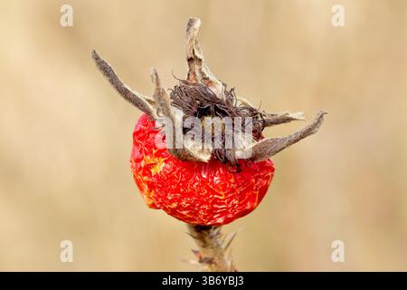 Wild Rose (rosa rugosa), anch'essa rosa giapponese, primo piano che mostra un singolo baccello di semi essiccati o un anca ancora sull'arbusto dell'anno precedente. Foto Stock