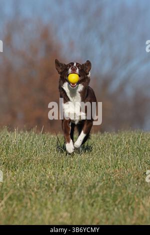 Chocolate Border Collie, giocando, donna, Maryland Foto Stock