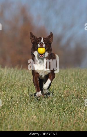 Chocolate Border Collie, giocando, donna, Maryland Foto Stock