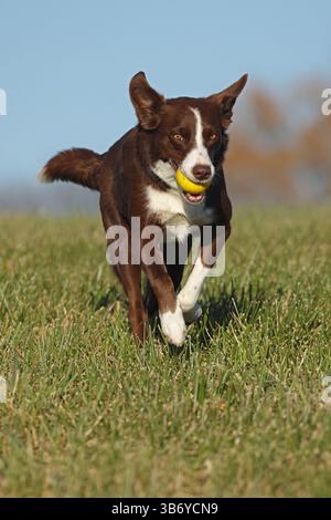 Chocolate Border Collie, giocando, donna, Maryland Foto Stock