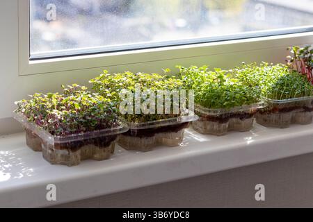 Germogli appena germogliati di microverdi nei contenitori di plastica sul tappetino in iuta. Posto sul davanzale nel balcone del moderno appartamento Foto Stock