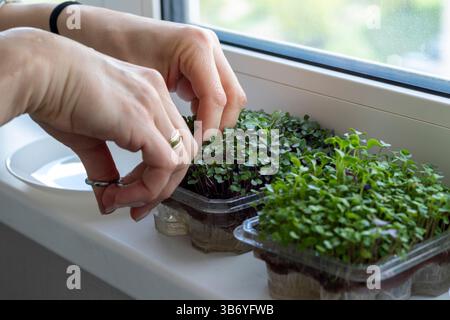 Donna taglia i micro verdi nel contenitore di plastica Foto Stock
