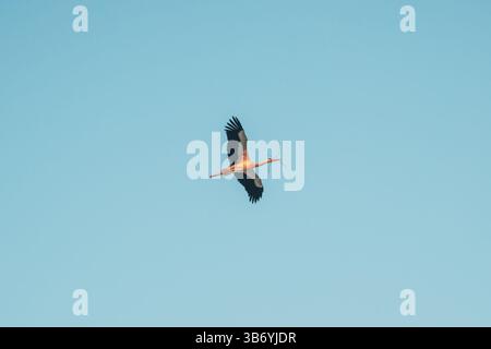 Cicogna bianca che vola e porta un ramoscello nel becco per costruire un nido e una messa a fuoco selettiva Foto Stock