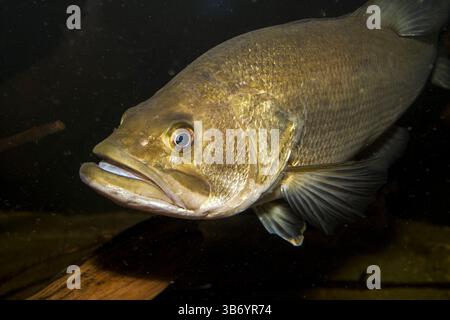 Largemouth bass swimming 45 dgrees verso la fotocamera. Foto Stock