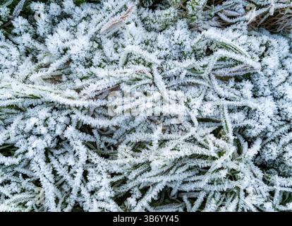 Vegetazione ricoperta di cristalli bianchi di brina in una fredda giornata invernale, gennaio, Leicestershire, Inghilterra, Regno Unito Foto Stock