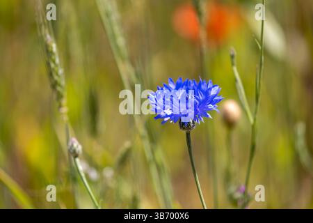 Un vivace fiore di campo blu cattura l'attenzione in mezzo a un prato verde pieno di altre piante. La luce del sole illumina il fiore, creando un pittoresco Foto Stock