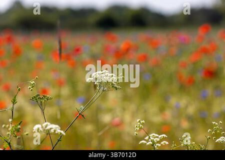 Un campo irradia di fiori colorati, tra cui papaveri rossi e fiori blu sotto il sole brillante. Il verde del fogliame aggiunge un tocco di ricchezza al paesaggio durante un Be Foto Stock