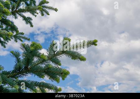 I lussureggianti rami verdi di pino si estendono verso l'alto verso un pittoresco cielo pieno di soffici nuvole, che mostrano i colori vibranti della natura in una giornata tranquilla Foto Stock