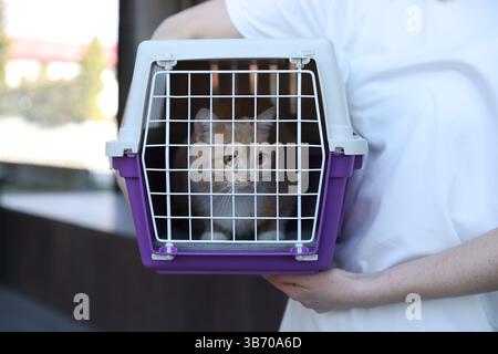 Proprietario che tiene in mano il portabicchieri con un gatto carino all'aperto, primo piano Foto Stock