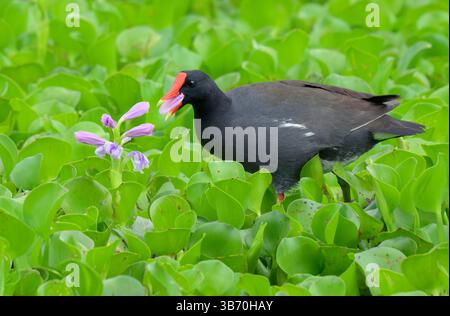 Gallinule comune (Gallinula galeata) mangiando petali di fiori di Giacinto d'acqua (crassipes Pontederia [Eichhornia]), Brazos Bend State Park, Texas, USA. Foto Stock