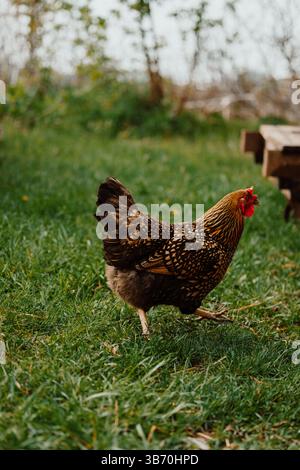 pollo-gallina-campo-wyandotte-marrone-rosso-pulcino-camminando-pollo-pollo-che guarda la macchina fotografica in erba e campo sterrato-oche-erba-mais-terra Foto Stock