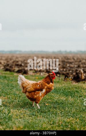 pollo-gallina-campo-wyandotte-marrone-rosso-pulcino-camminando-pollo-pollo-che guarda la macchina fotografica in erba e campo sterrato-oche-erba-mais-terra Foto Stock