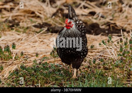pollo-gallina-campo-wyandotte-marrone-rosso-pulcino-camminando-pollo-pollo-che guarda la macchina fotografica in erba e campo sterrato-oche-erba-mais-terra Foto Stock