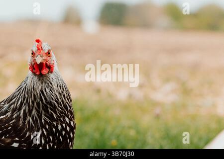 pollo-gallina-campo-wyandotte-marrone-rosso-pulcino-camminando-pollo-pollo-che guarda la macchina fotografica in erba e campo sterrato-oche-erba-mais-terra Foto Stock