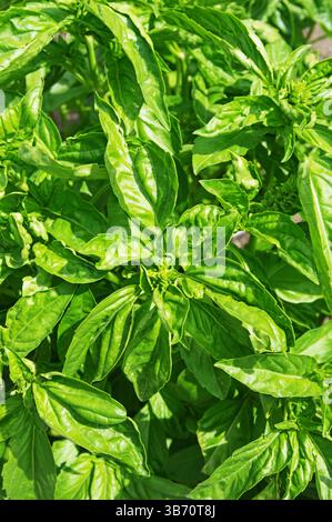 vista dall'alto delle piante di basilico dolce con foglie verdi brillanti che crescono in un giardino Foto Stock