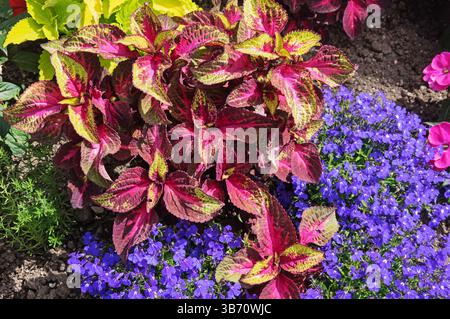 dettaglio di un giardino decorativo con coleus e violette che crescono in primavera Foto Stock
