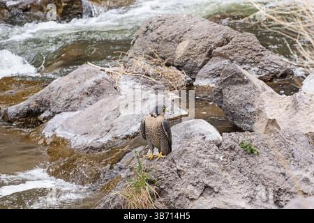 Falco peregrine o Falco peregrinus arroccato su una roccia accanto a un fiume Foto Stock