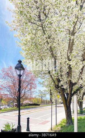 Fioritura dell'albero di pere Bradford, Pyrus calleryana, in fiore in primavera nella frazione suburbana di Chappaqua, contea di Westchester, New York. Foto Stock