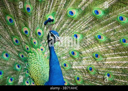 un pavone maschile che mostra le sue piume Foto Stock