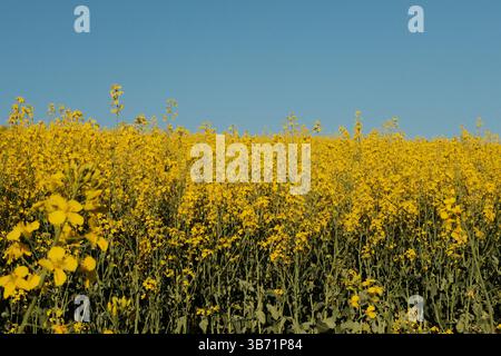sentiero a piedi attraverso campi di fiori gialli di colza e alberi di foresta in primavera sotto il cielo azzurro. Foto di alta qualità Foto Stock