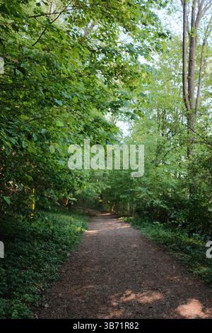 la tettoia degli alberi verdi sul sentiero della foresta durante la primavera con luce solare appannata e sentieri terrosi in un tranquillo bosco. Foto di alta qualità Foto Stock