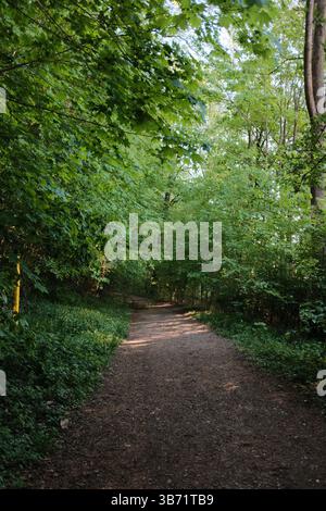 la tettoia degli alberi verdi sul sentiero della foresta durante la primavera con luce solare appannata e sentieri terrosi in un tranquillo bosco. Foto di alta qualità Foto Stock