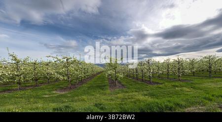 Vista panoramica del frutteto commerciale di mele in piena fioritura che mostra file di alberi che scoppiano di fiori bianchi sopra la vibrante erba verde con leoni Foto Stock