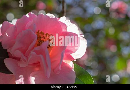 Fiore di camelia rosa sul retro illuminato. Tappezzeria da giardino fiorita. Sfondo estetico naturale. Camellia reticulata fioritura ornamentale sempreverde PL Foto Stock