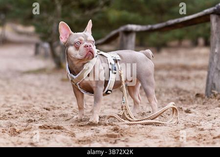 Carino nuovo Shade Isabella Bulldog francese color marrone arancio con imbracatura per cani a Y e guinzaglio in piedi nella sabbia Foto Stock