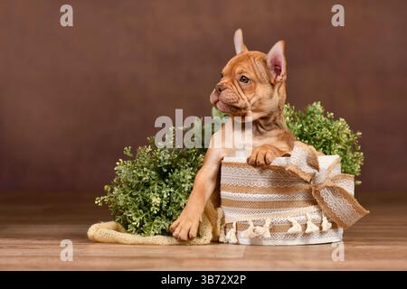 Simpatico cucciolo di Bulldog francese Mokka Sable in scatola davanti allo sfondo marrone con decorazioni in stile boho Foto Stock