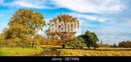 Panorama grandangolare con baldacchino in quercia dorata che si innalza su un ruscello riflettente e prato al pascolo nella luce autunnale dell'Inghilterra rurale Foto Stock