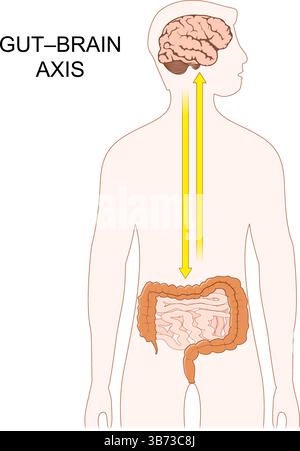 Asse intestino-cervello. Corpo umano con segnalazione biochimica bidirezionale tra intestini e sistema nervoso centrale. Asse microbiota-intestino-cervello. Ruolo o Illustrazione Vettoriale