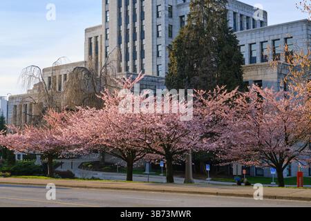 I ciliegi fioriscono a Vancouver, British Columbia. Foto Stock